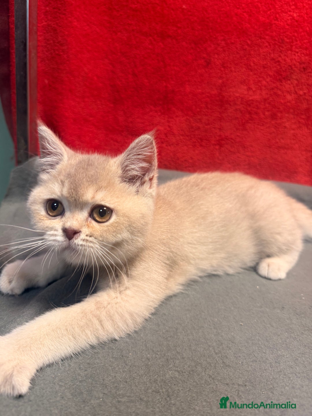 Británico de Pelo Corto gatos en venta: Monísima British Golden  - Imagen 2