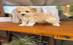 Maltipoo perros en venta: Maltipoo macho disponible !!! - Imagen 3