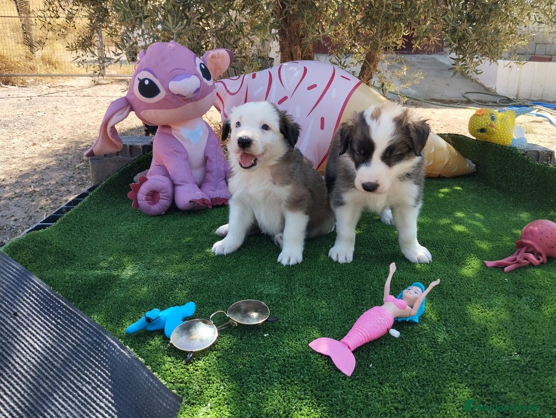 Border Collie perros en venta: Gran Camada de Border Collie - Imagen 8