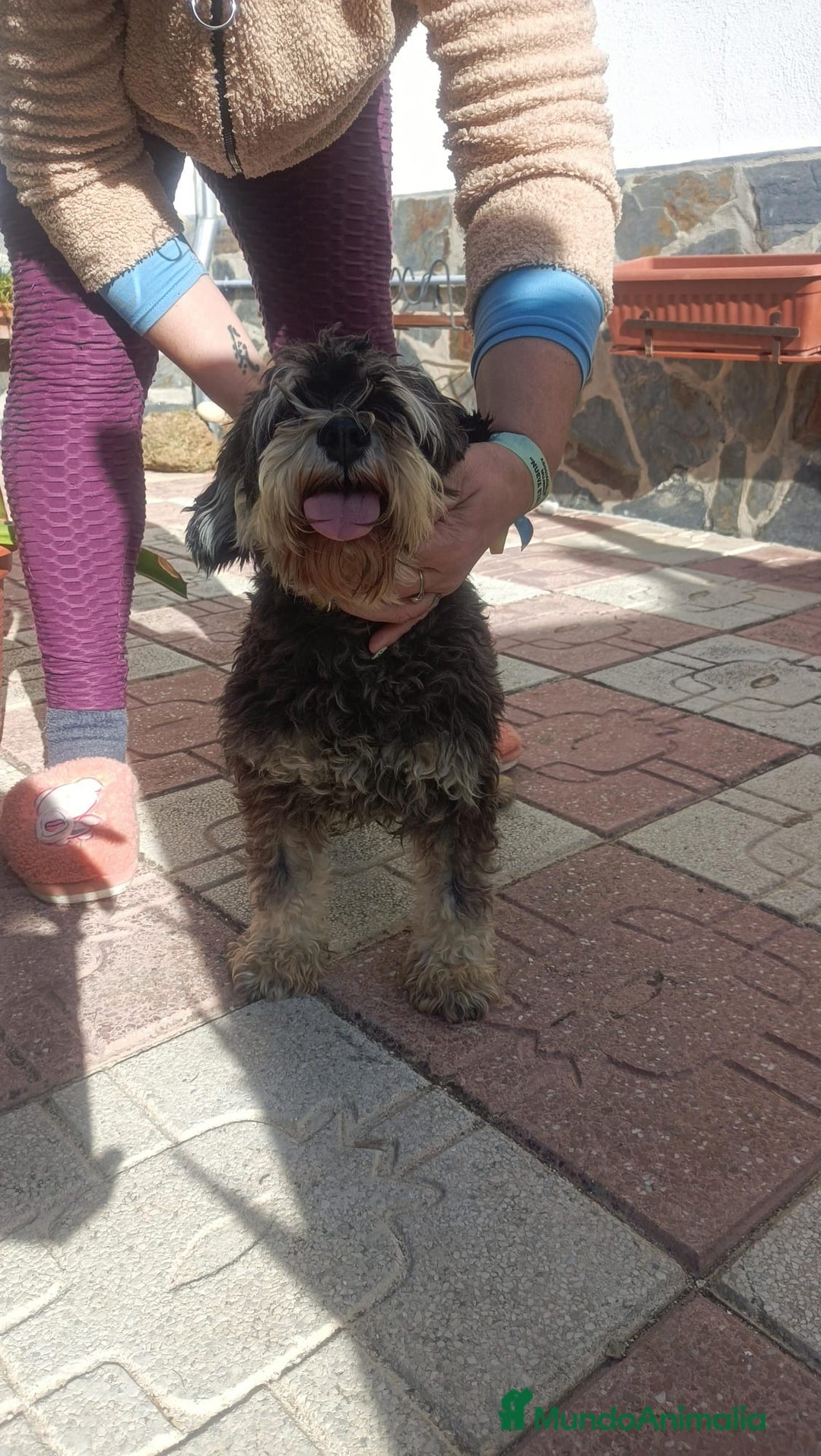 Schnauzer Miniatura perros en venta: Schnauzer mini - Anuncio 3