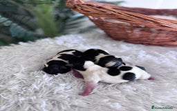 Yorkshire Terrier perros en venta: YORKSHIRE BIEWER HEMBRAS  - Imagen 3