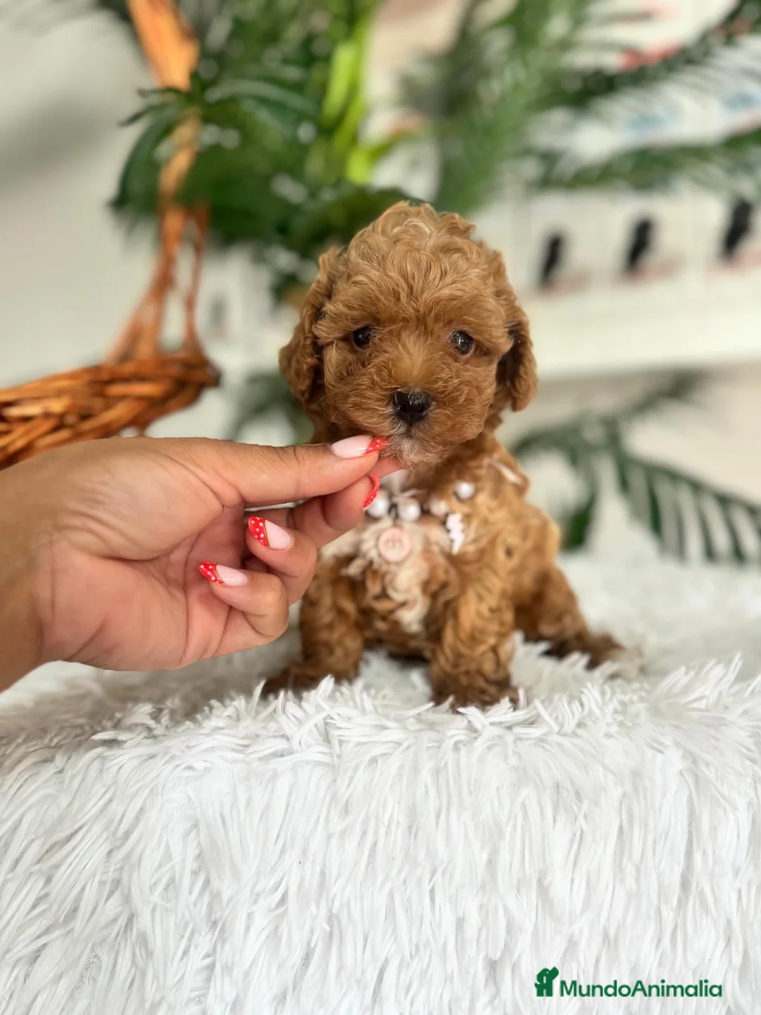 Maltipoo perros en venta: MALTIPOO 🎀 - Anuncio 2