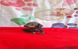 Teckel perros en venta: Teckel  - Imagen 5