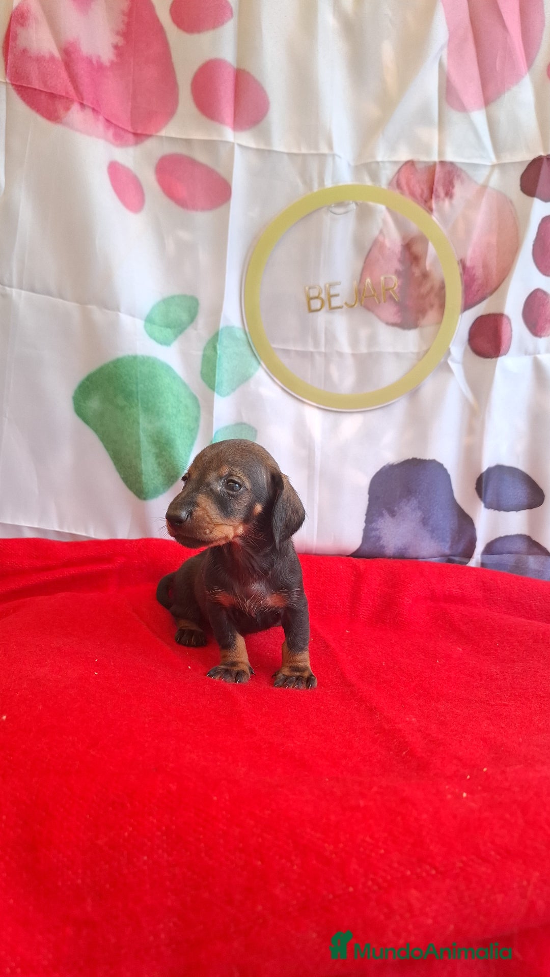 Teckel perros en venta: Teckel  - Imagen 5