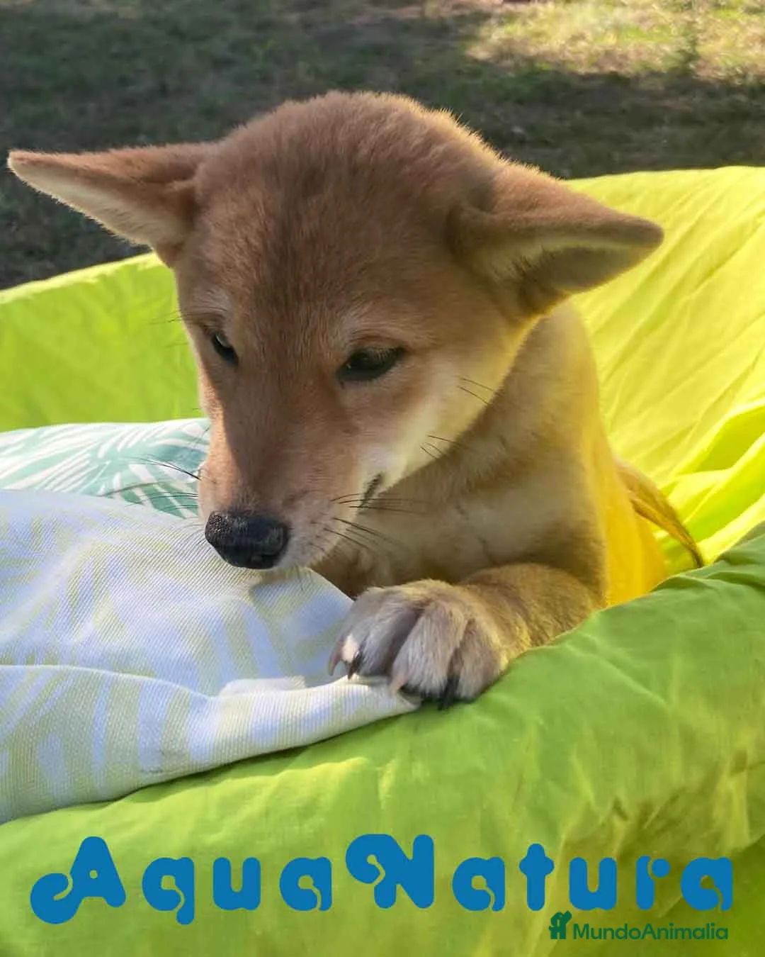 Shiba Inu perros en venta: Shiba Inu Hembra 5293 de Mar - AQUANATURA en Barcelona - Anuncio 4
