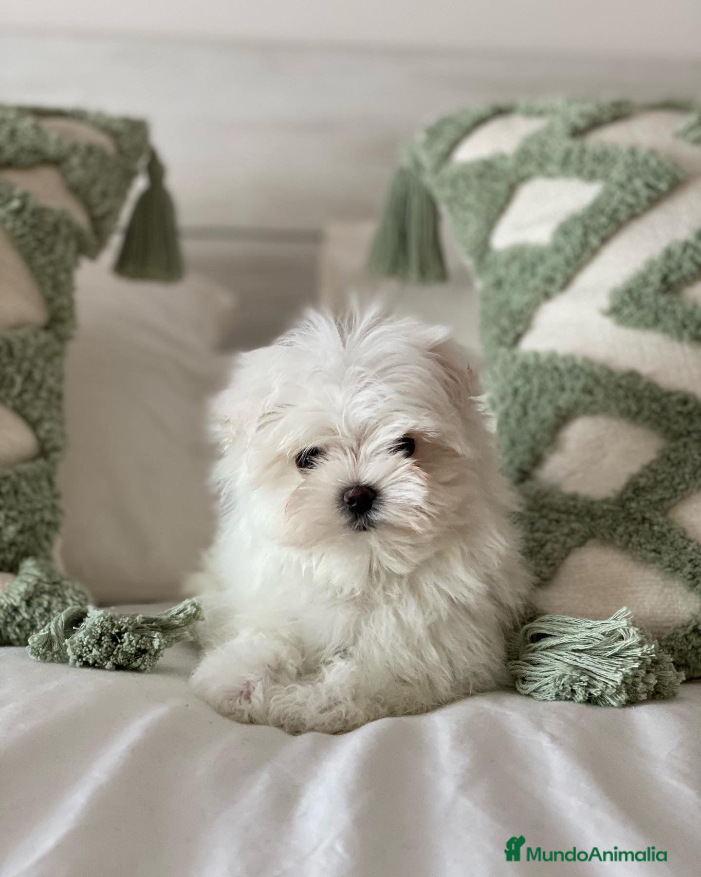 Bichón Maltés perros Bichon Maltes toy , criadero serio y profesional  en Madrid - Anuncio 2