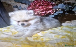 Pomerania perros en venta: Pomerania 50% linea rusa - Imagen 8