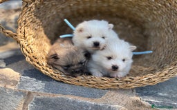Pomerania perros en venta: Pomeranias para entregar en septiembre  - Imagen 6