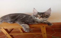 Maine Coon gatos en venta: Maine Coon  - Imagen 2