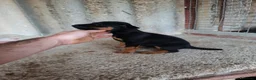 Otras razas perros en venta: Jack terrier de Calidad  - Anuncio 3