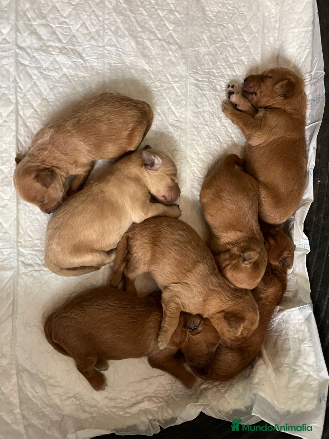 Goldendoodle perros en venta: Goldendoodle f1 - Imagen 1