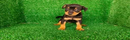 Pinscher Miniatura perros en venta: Pincher miniatura  - Anuncio 16