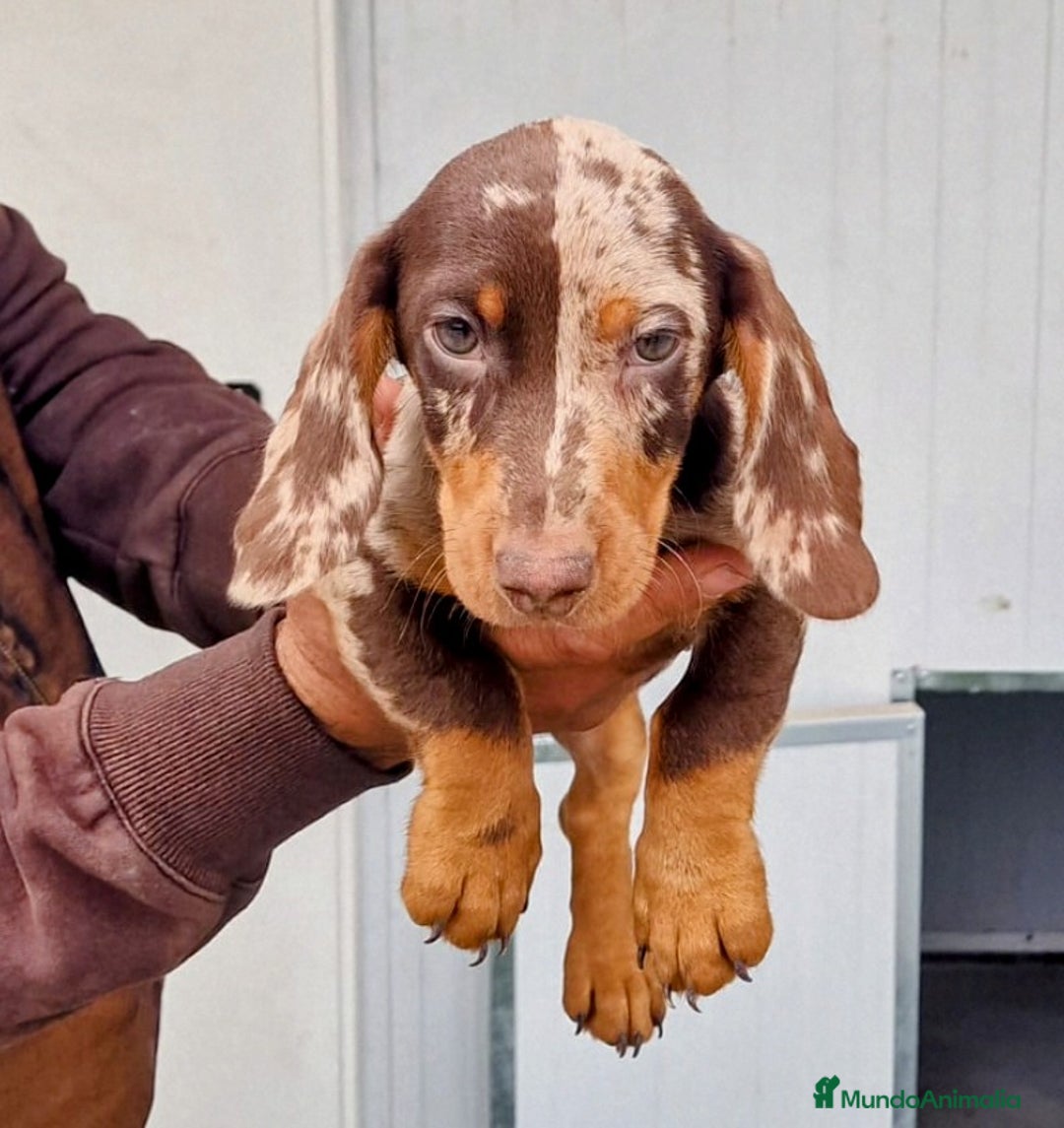 Teckel perros en venta: Teckel miniatura precio real - Anuncio 2