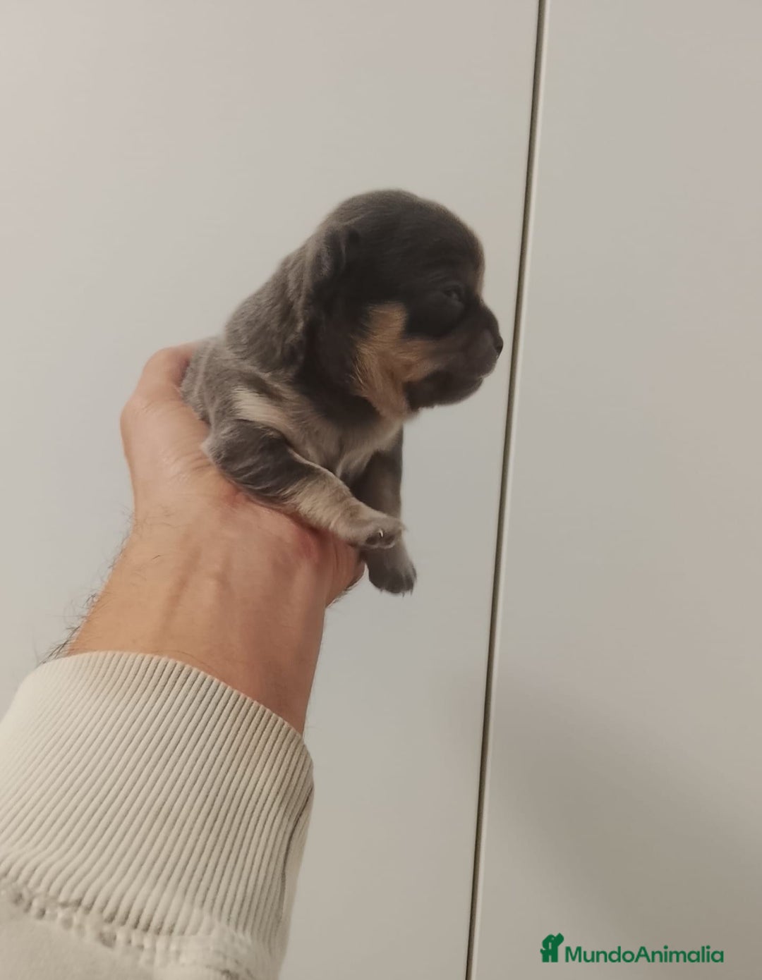 Chihuahua perros en venta: Chihuahua toy blue cabeza manzana - Anuncio 4