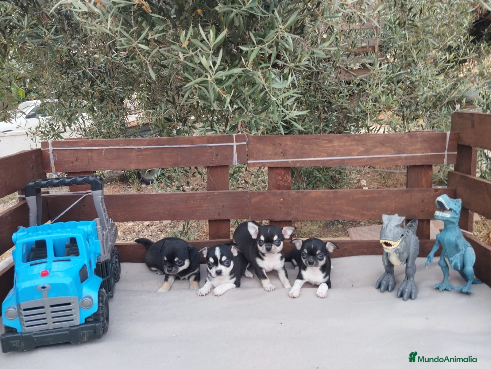 Chihuahua perros Gran Camada diminuta de CHIHUAHUAS TOYS CABEZA 🍏 - Anuncio 1