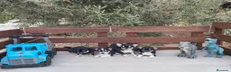 Chihuahua perros en venta: Gran Camada diminuta de CHIHUAHUAS TOYS CABEZA 🍏 - Anuncio 6
