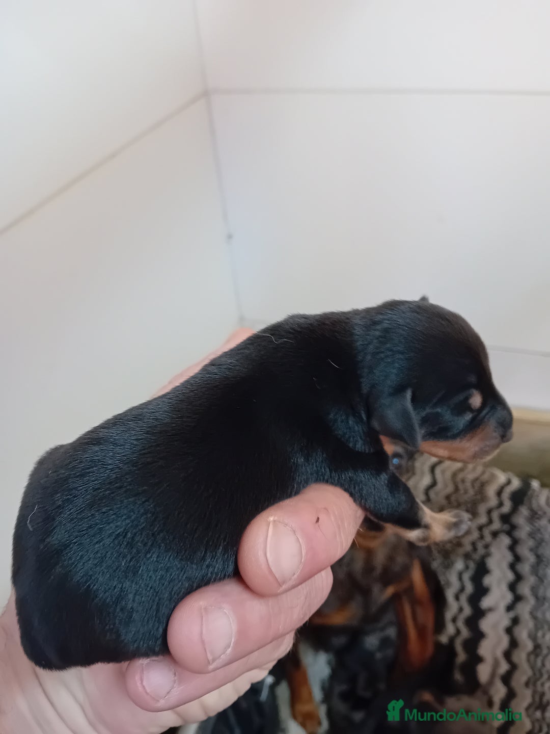 Pinscher Miniatura perros en venta: Picher autenticos - Imagen 7