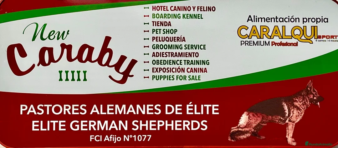 Pinscher Alemán perros en venta: Benidorm Todos los servicios para tu mascota  en Alicante - Anuncio 13