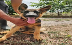 Pastor Alemán perros en venta: PASTOR ALEMAN - Imagen 1
