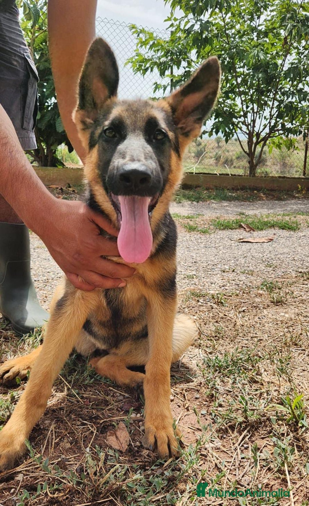 Pastor Alemán perros en venta: PASTOR ALEMAN - Imagen 1