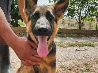 Pastor Alemán perros - Anuncio 8