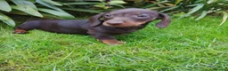 Teckel Miniatura perros en venta: Teckel miniatura  - Anuncio 3