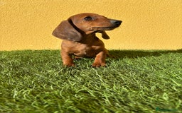 Teckel Miniatura perros en venta: Teckel miniatura merle chocolate diluido - Imagen 8