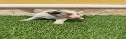 Border Collie perros en venta: Border Collie triblue choco - Anuncio 6