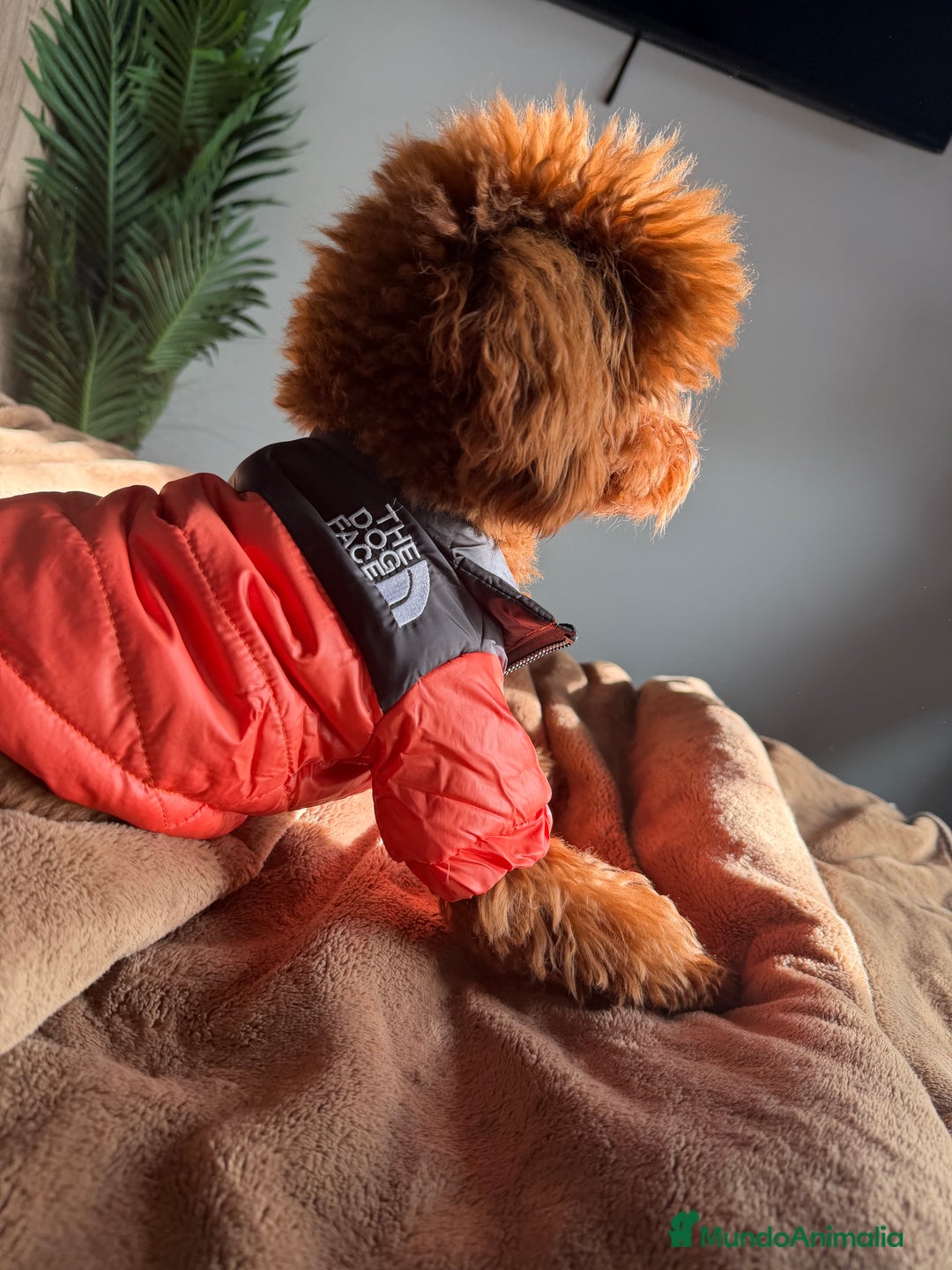 Caniche Toy perros para monta: Espectacular caniche Toy rojo para monta  - Anuncio 4