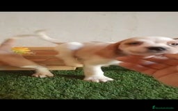 Beagle perros en venta: Beagle - Imagen 1