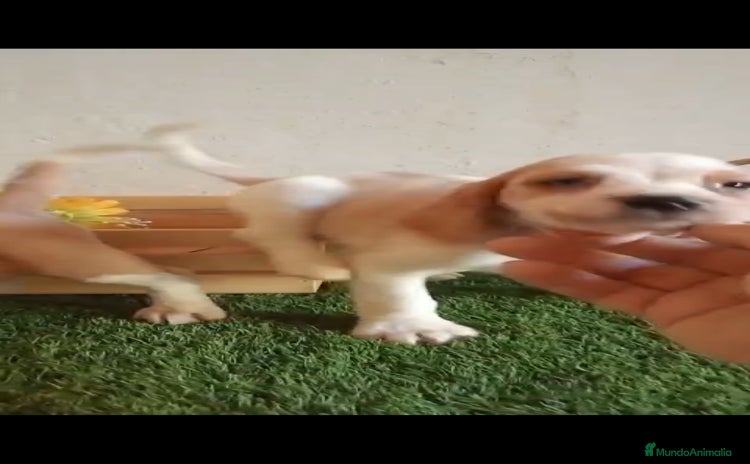 Beagle perros - Anuncio 1