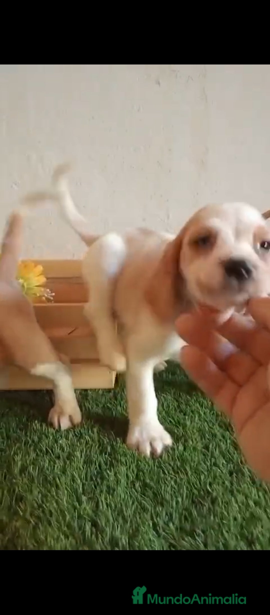 Beagle perros en venta: Beagle - Imagen 1