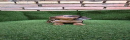 Teckel Miniatura perros en venta: teckel miniatura arlequín chocolate varios colores - Anuncio 6