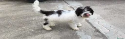 Perro de Agua Español perros en venta: Perros de agua  - Anuncio 1
