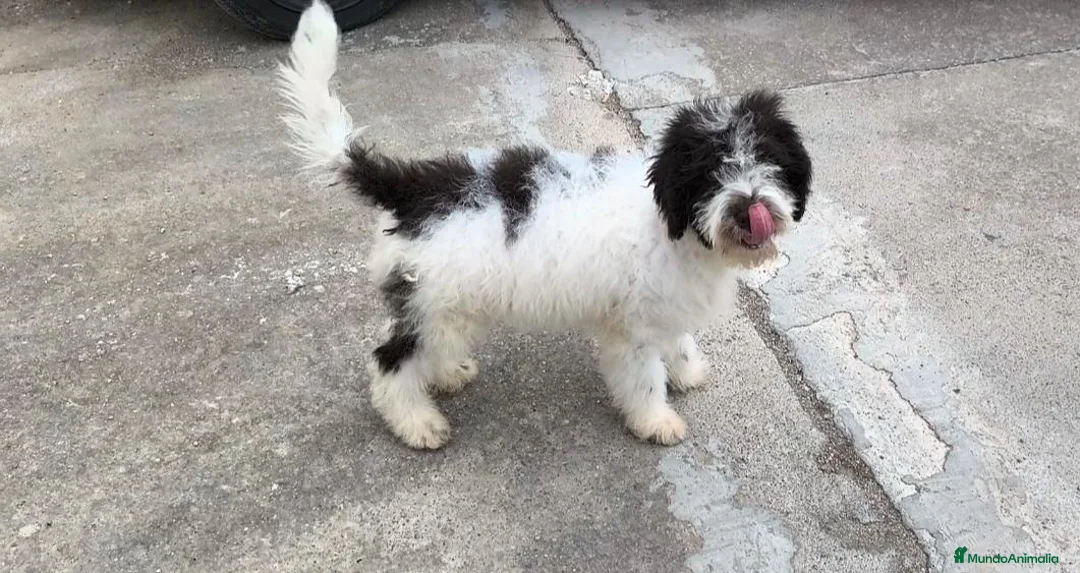 Perro de Agua Español perros en venta: Perros de agua  - Anuncio 1