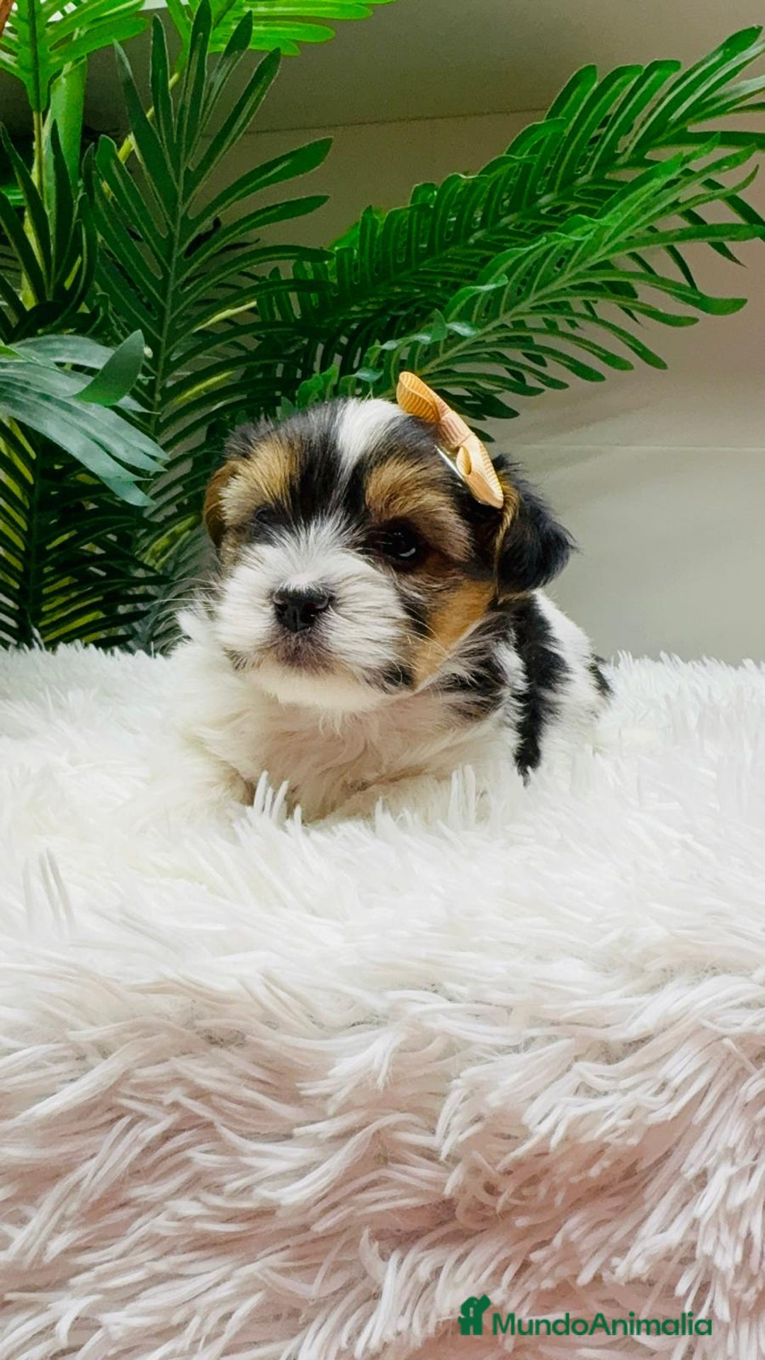 Yorkshire Terrier perros en venta: YORKSHIRE BIEWER - Anuncio 7