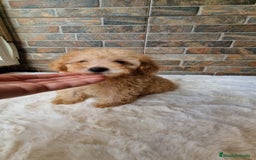 Caniche Toy perros en venta: MACHO CANICHE TOY - Imagen 5