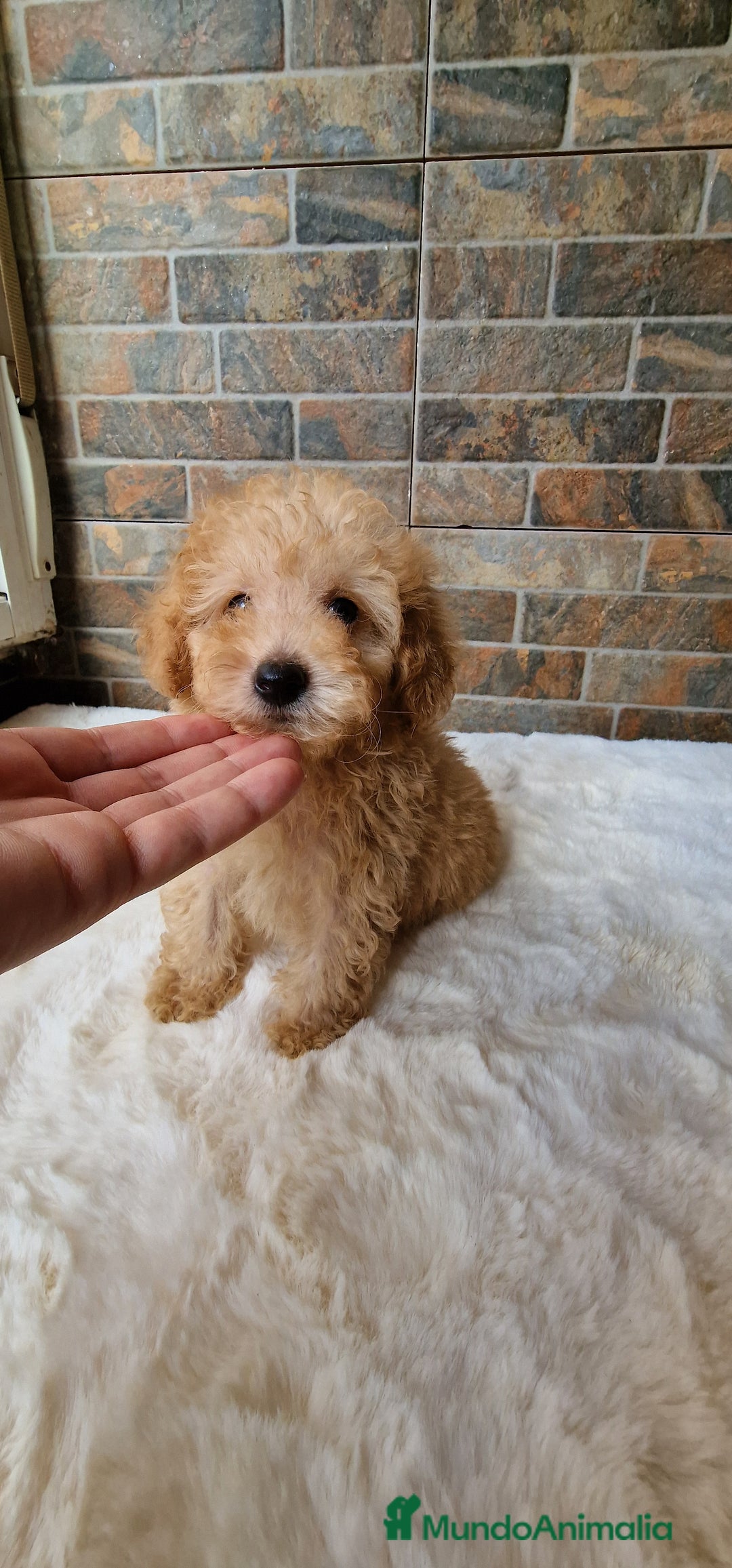 Caniche Toy perros en venta: MACHO CANICHE TOY - Imagen 5