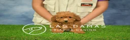 Caniche Enano perros en venta: Cachorros de Caniche Enano - Anuncio 3
