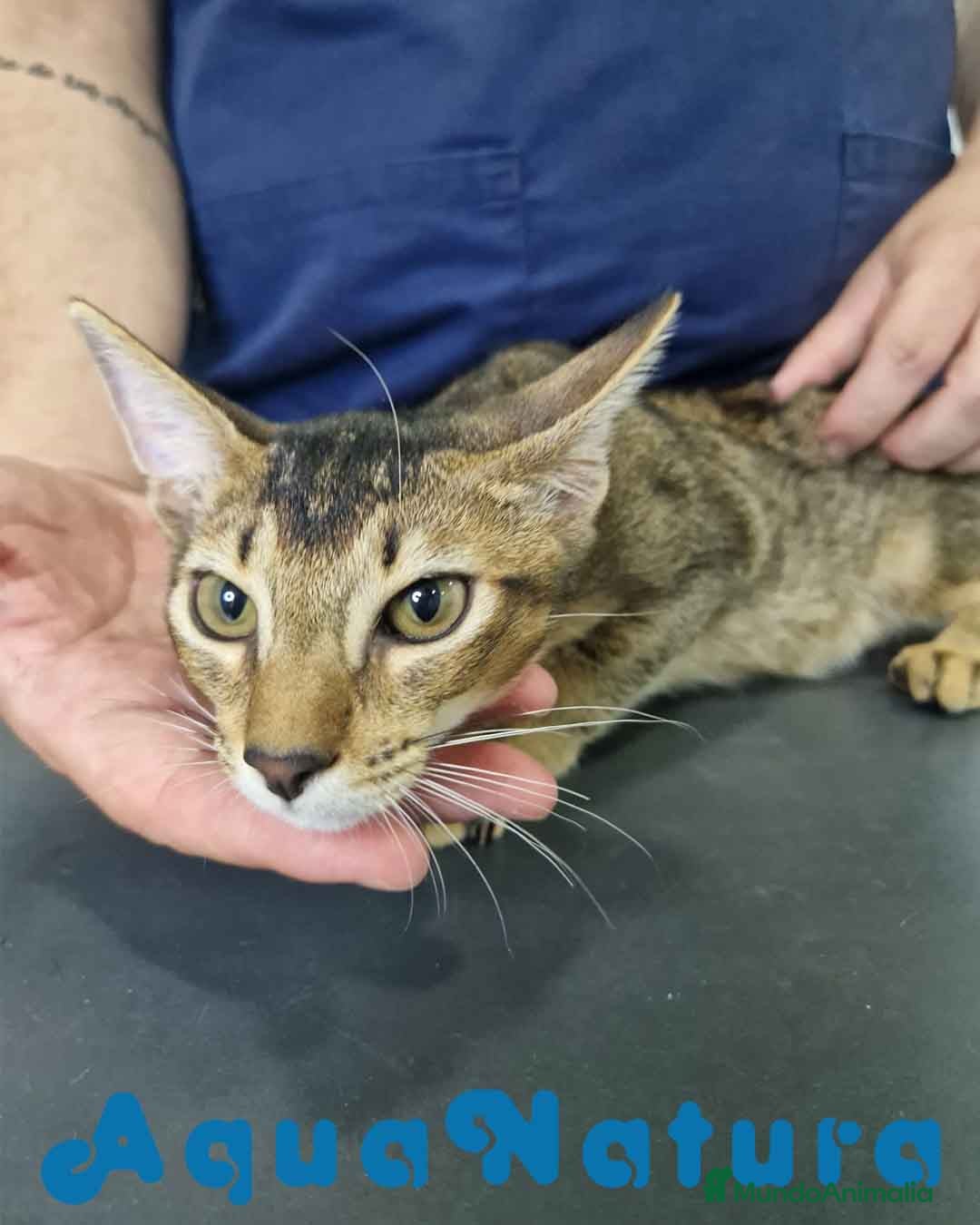 Abisinio gatos en venta: Abisinio Macho de Santa 1834 AQUANATURA - Imagen 5