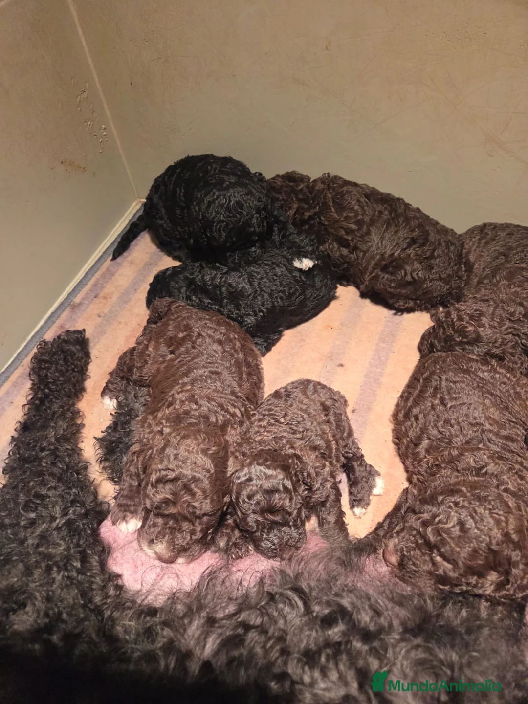 Perro de Agua Español perros en venta: Pteciosos Perros de agia en Álava - Anuncio 2