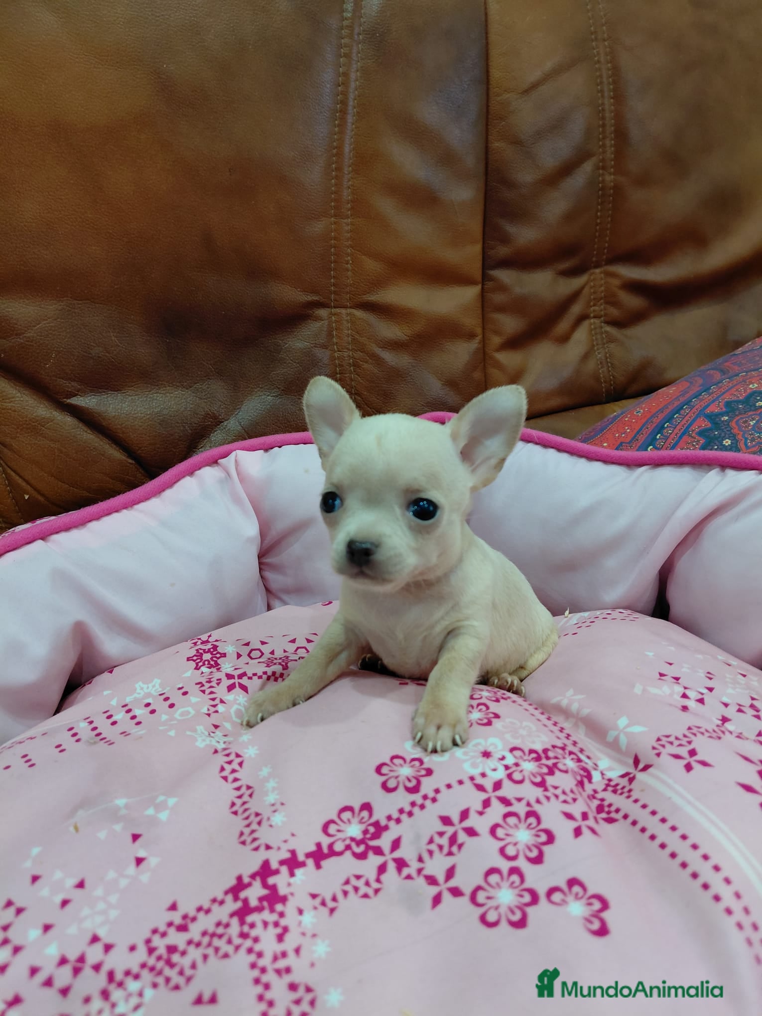 Chihuahua perros CHIHUAHUA TOY - Anuncio 1