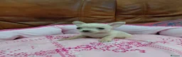 Chihuahua perros en venta: CHIHUAHUA TOY - Anuncio 1