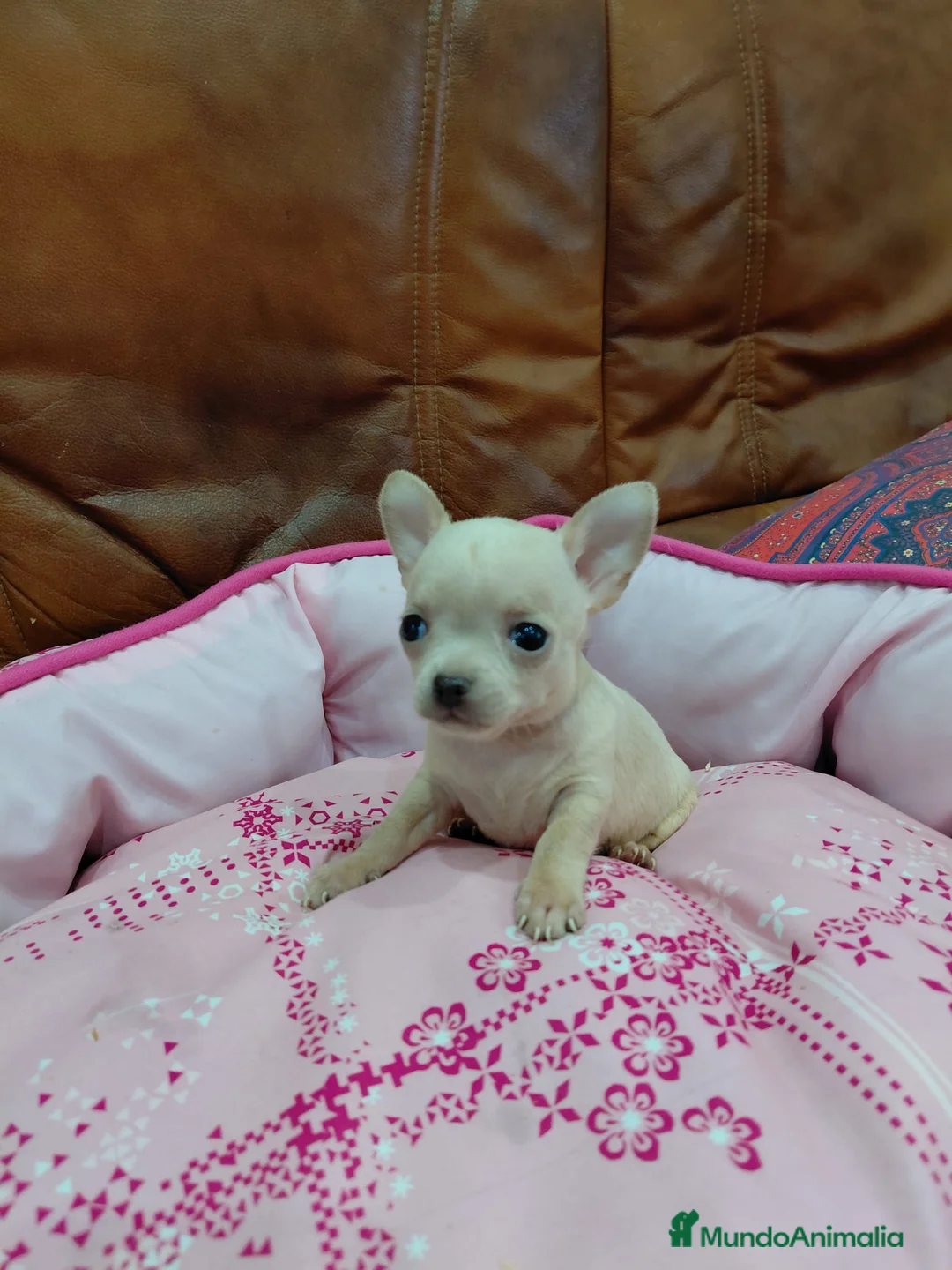 Chihuahua perros en venta: CHIHUAHUA TOY - Anuncio 1