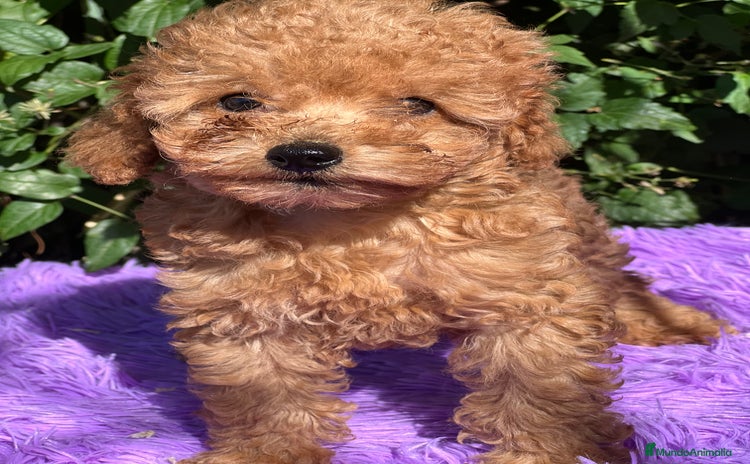 Caniche Toy perros - Anuncio 4