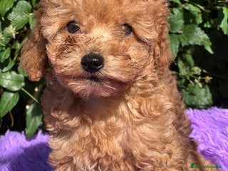 Caniche Toy perros - Anuncio 21