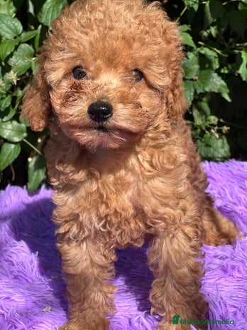 Caniche Toy perros - Anuncio 20