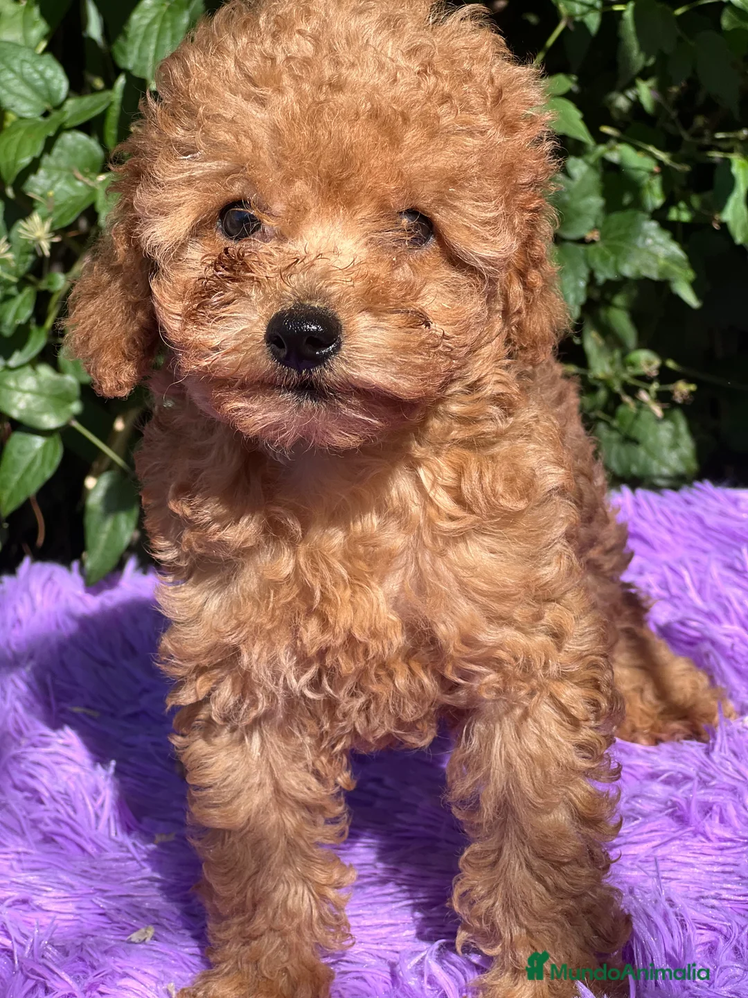 Caniche Toy perros en venta: Caniche toy roja  - Anuncio 1