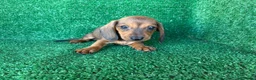 Teckel Miniatura perros en venta: teckel miniatura - Anuncio 6