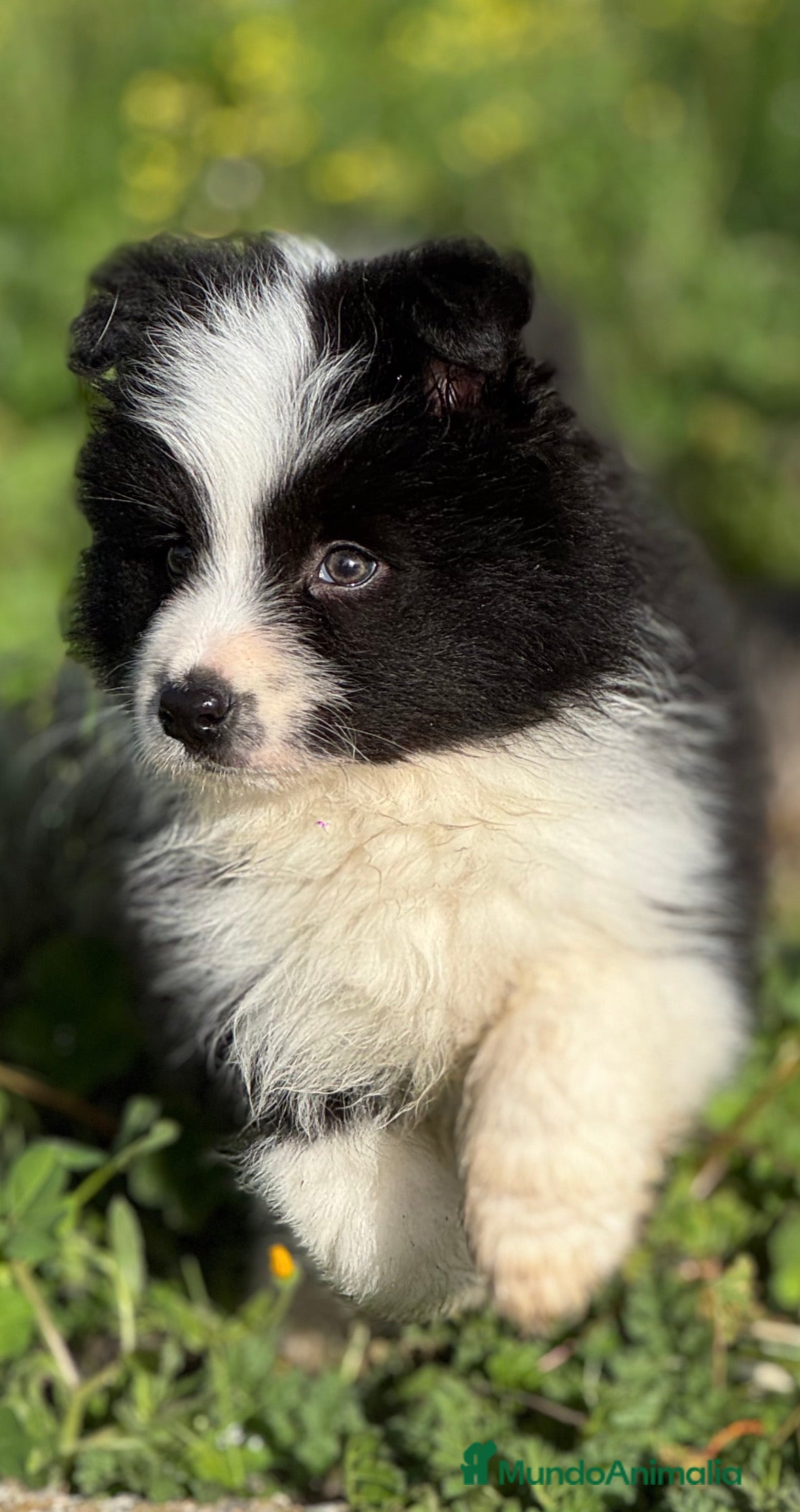 Border Collie perros 	Border Collie de Alta Competición. Excepcional  - Anuncio 1